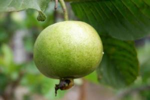 cerca arriba Fresco pequeño guayaba colgar en en el árbol foto