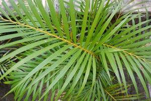 Palm leafs close-up in the garden photo