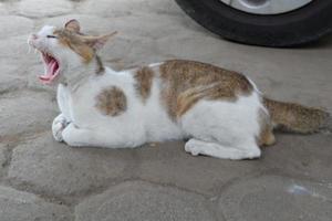 bostezando gato en el yarda junto a el coche llantas foto