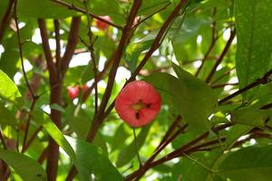 acuoso Rosa manzana , syzygium aqueum stcok foto con naturaleza antecedentes