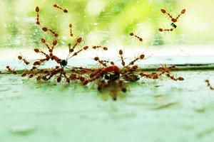 The red ant group carried dead insects photo