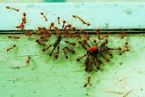 el rojo hormigas cooperación que lleva muerto insectos foto