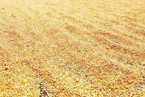 texture of dry corn seeds, corn seeds are dried in the sun photo