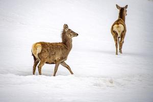 Deer on the snow background in winter photo