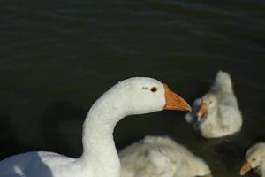 Goose with goslings. White bird in water. Goose on pond. Life of animals on farm. photo