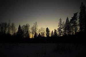 Forest at sunset. Silhouette of trees. Ate against sky. photo