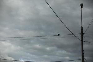 Birds on wires. Pillar and grey sky. Wires in city. photo