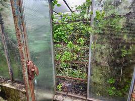 old abandoned greenhouse broken windows photo