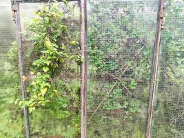 old abandoned greenhouse broken windows photo