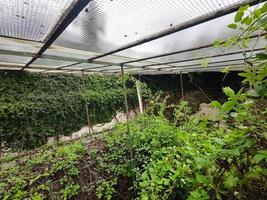 old abandoned greenhouse broken windows photo