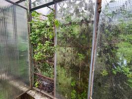 old abandoned greenhouse broken windows photo