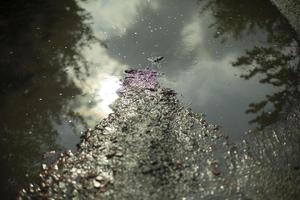 Puddle outside. Glare of sun in water on asphalt. Details of road. photo