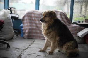 Dog rests and guards. Pet is waiting for owner. photo