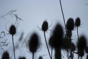 Dry plants. Black silhouettes of thorny plants. Gloomy background. photo