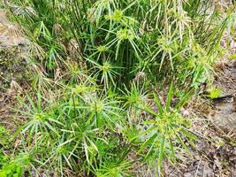 primer plano de la planta de papiro foto