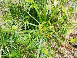 papyrus plant close up photo