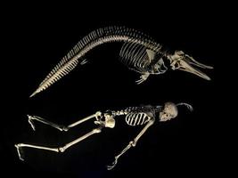 Dolphin and human skeleton compared on black