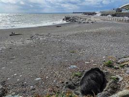 Big Wild pig boar on the beach in Genoa town Italy photo