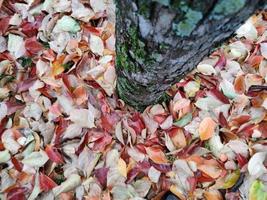 alfombra de hojas de follaje en otoño foto