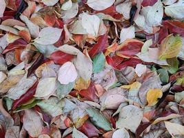 foliage leaf carpet in autumn photo