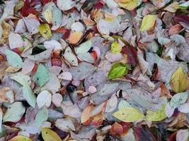 alfombra de hojas de follaje en otoño foto