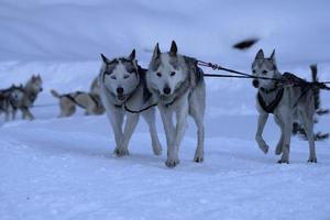 perro de trineo en montañas nevadas foto