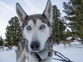 retrato de perro de trineo husky en montañas nevadas mirándote foto