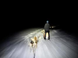 Sled dog in snowy mountains at night photo