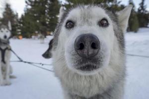 Sled dog husky portrait in snowy mountains looking at you photo