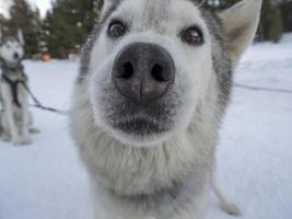 Sled dog husky portrait in snowy mountains looking at you photo