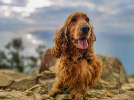Dog cocker spaniel portrait on cinque terre hike photo