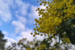 regalo de símbolo del día de la mujer de flor de mimosa amarilla foto