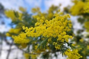 regalo de símbolo del día de la mujer de flor de mimosa amarilla foto