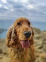 perro cocker spaniel retrato en cinque terre caminata foto