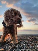 contento perro cocker spaniel jugando a el playa a puesta de sol foto