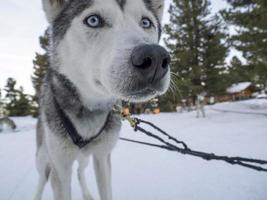 Sled dog husky portrait in snowy mountains looking at you photo
