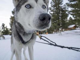 retrato de perro de trineo husky en montañas nevadas mirándote foto