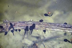 frog tadpole in a swamp photo