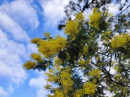 yellow mimosa flower blossom women day symbol gift photo