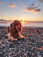 happy dog cocker spaniel playing at the beach at sunset photo