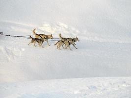 perro de trineo en montañas nevadas foto