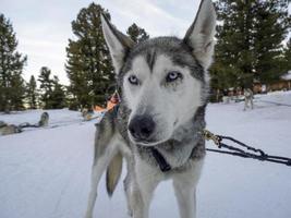 Sled dog husky portrait in snowy mountains looking at you photo