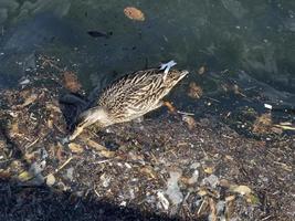 pato salvaje nadando en basura plástica mar de basura foto