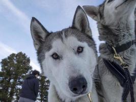 retrato de perro de trineo husky en montañas nevadas mirándote foto