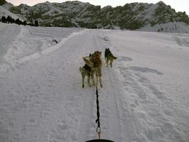 Sled dog in snowy mountains at sunset in dolomites photo