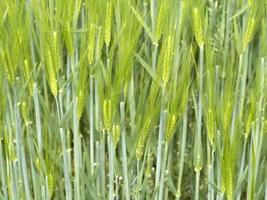 green wheat field in spring photo