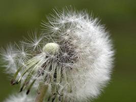 dandelion shower head seeds macro photo