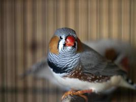 Parrot in a cage photo