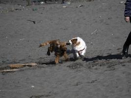 perro feliz cocker spaniel jugando en la playa foto