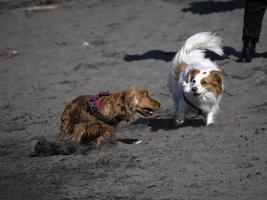 perro feliz cocker spaniel jugando en la playa foto